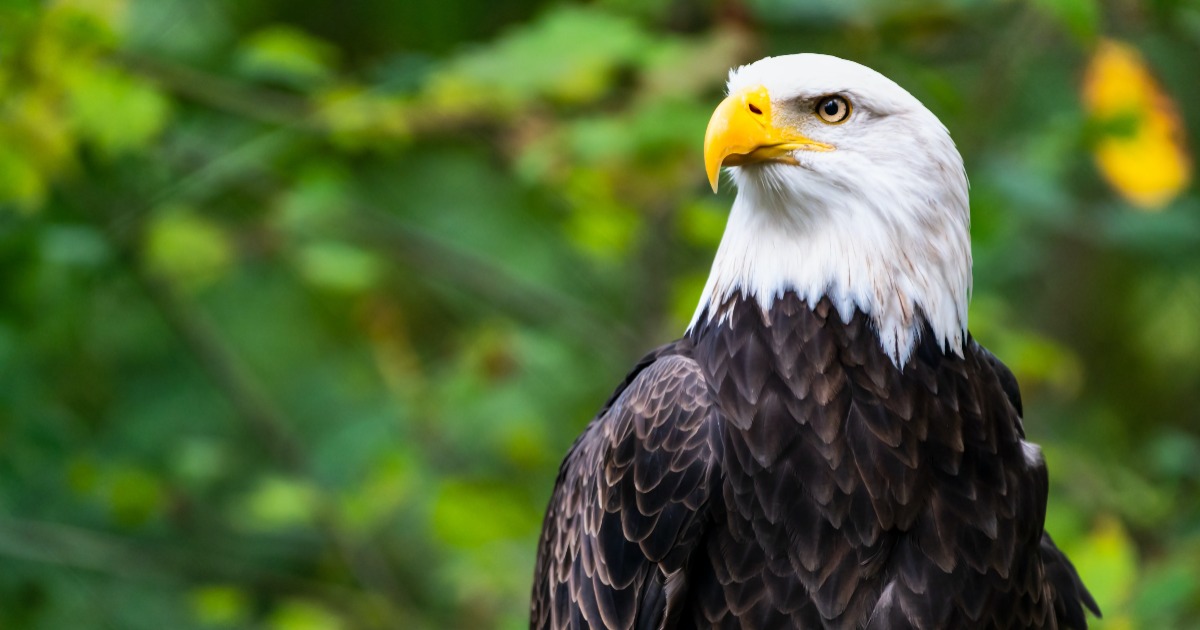 Use Data Insights For an Eagle's Eye Approach to Marketing