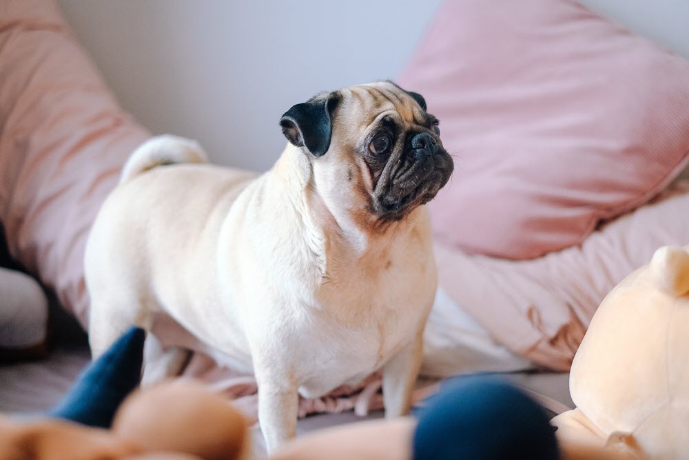 A pug stands on a bed surrounded by pink pillows and stuffed toys